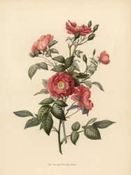 Bengalische Florida-Rose, Rosa chinensis